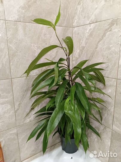 Фикус Amstel King