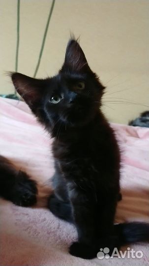 Котёнок мейн-кун