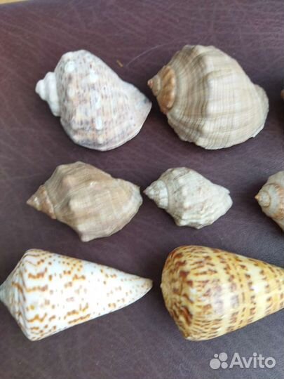 Морские ракушки раковины набор для декора