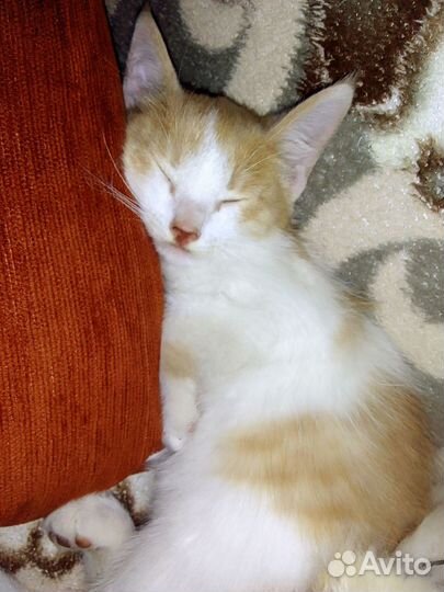 Рыжий чудик котик