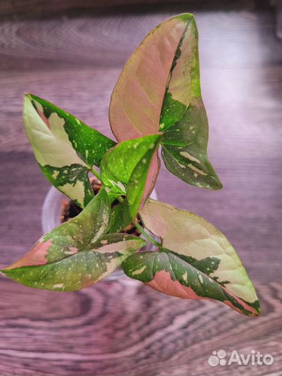 Сингониум Red Spot Tricolor