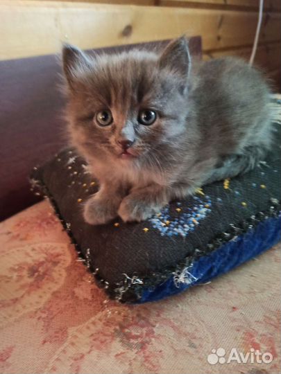 Кошка в дар бесплатно