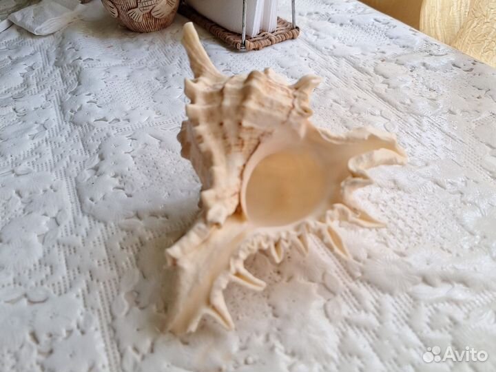 Ракушка морская