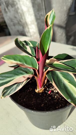 Строманта триколор