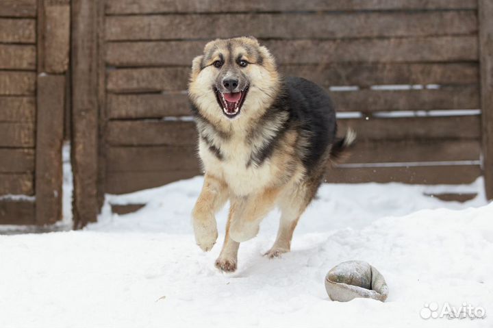 Отдаю собаку щенка Альму в добрые руки