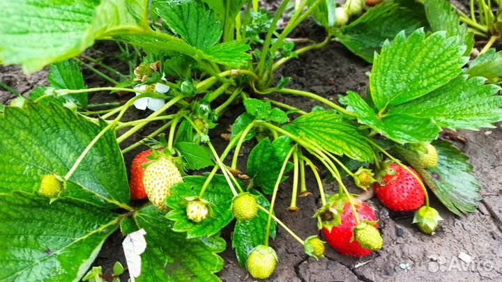 Клубника ремонтантная