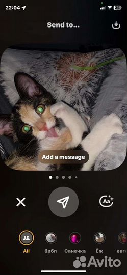 Пёстрым малышкам нужен дом