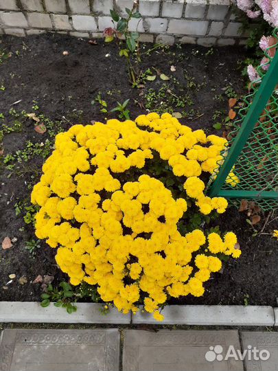 Хризантемы