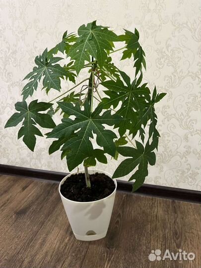 Папайя плодоносящая, экзотическое растение