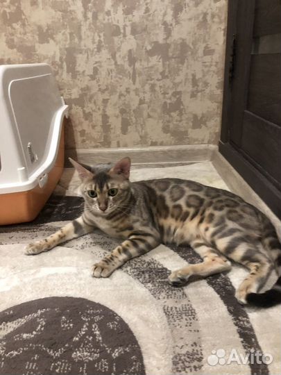 Бенгальская кошка готовый производитель