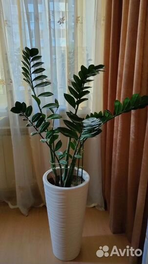 Замиокулькас (доллоровое дерево)