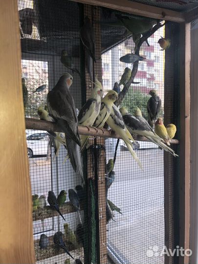 Птенци кореллы опт и розница