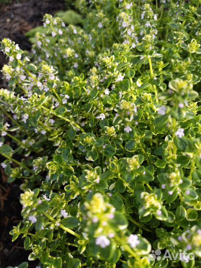 Многолетние: эстрагон(тархун), тимьян Golden King