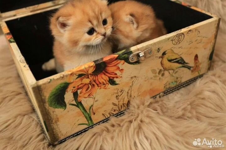 Клубные золотая шиншилла британцы