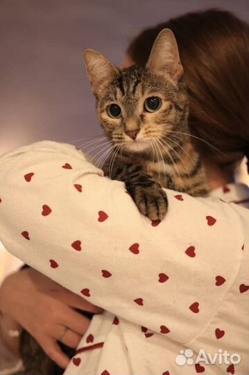 Длинноногая кошечка в добрые руки