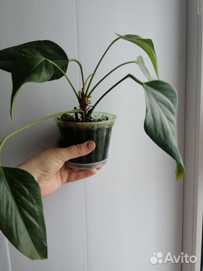 Антуриум зизу