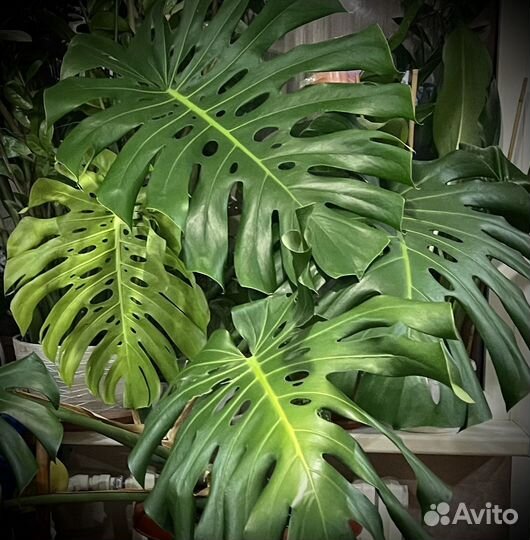 Монстера большая