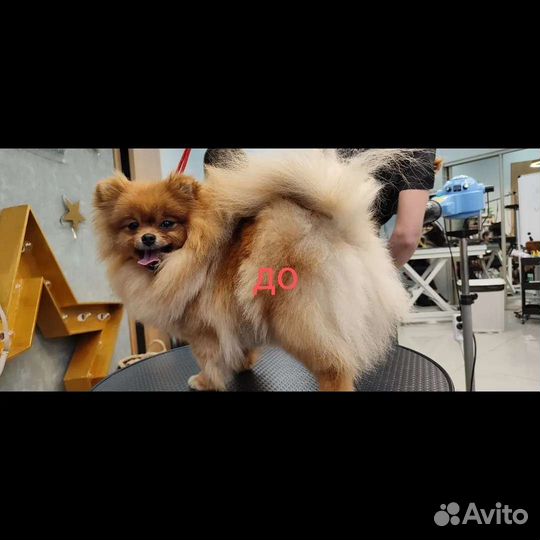 Грумер село Бестужевское