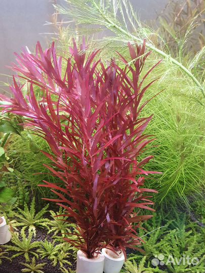 Аквариумные растения