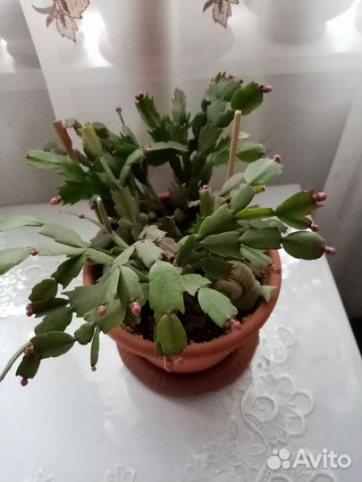 Декабрист - розовый