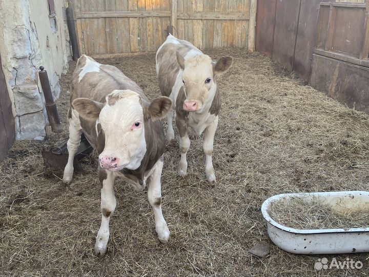 Телята бычки коровы