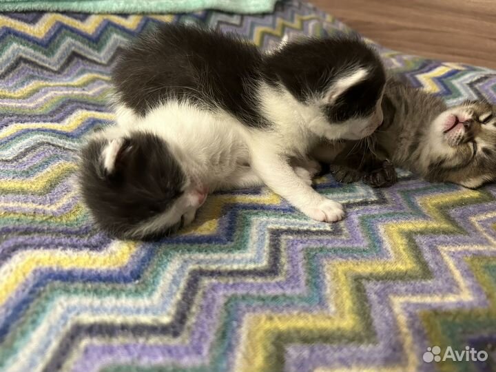 Котята