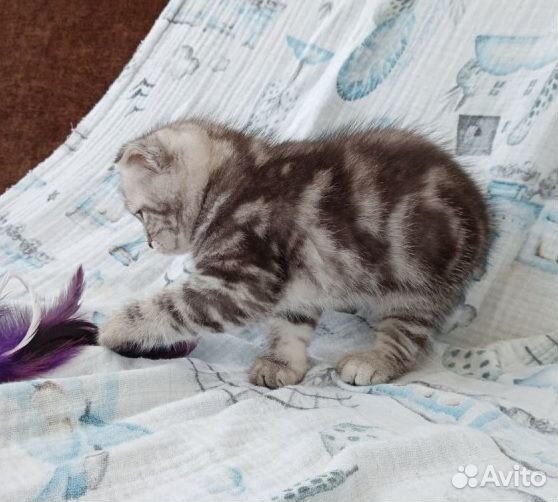 Черный мрамор шотландский котёнок