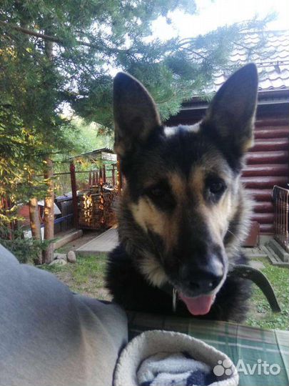 Щенки восточно-европейской овчарки