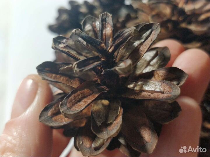 Шишки сосновые продать