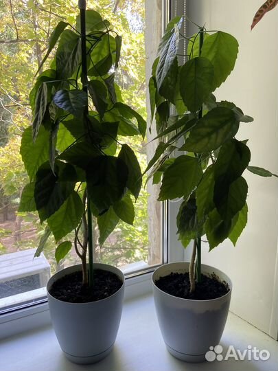 Комнатные растения