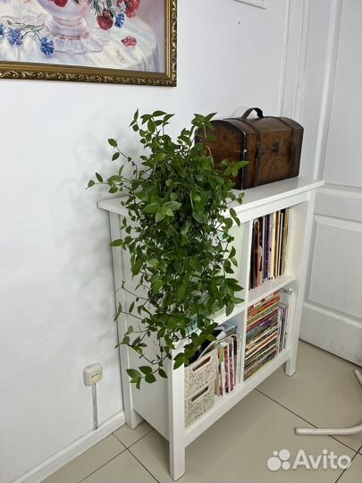 Традесканция зеленая (ампельная, каскадная)