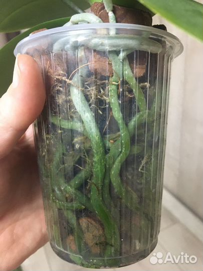 Орхидея фаленопсис