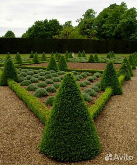 Самшит вечнозелёный (буксус)