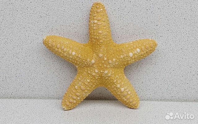 Звезда филиппинская 11,1 морской сувенир подарок