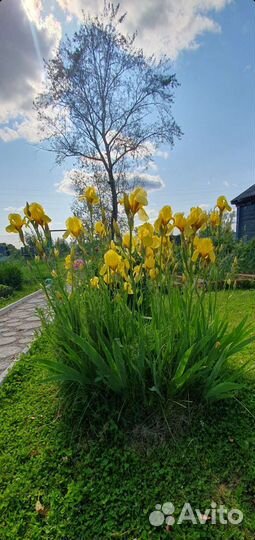 Ирис жёлтый