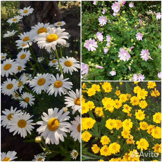 Травы, цветы на срез в сезон, саженцы цветов