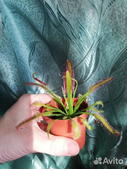 Росянка, саррацения хищные растения