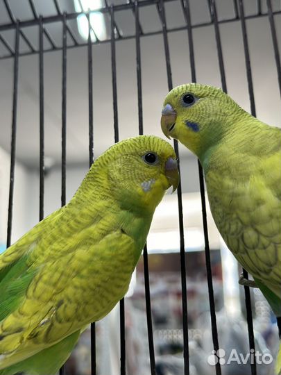 Волнистый попугай