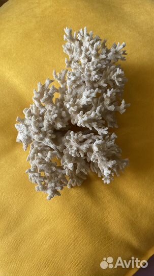 Морской коралл