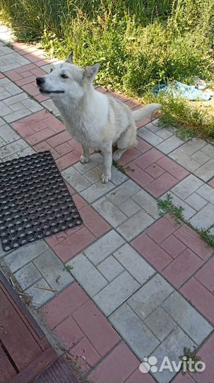 Собака ищет дом