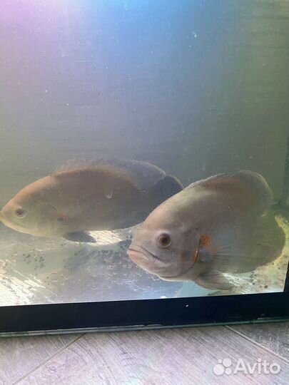 Аквариумные рыбки