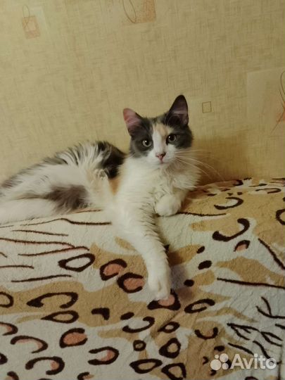 В добрые руки