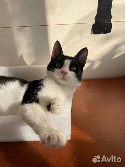 Выкинули котенка ищет дом в дар бесплатно