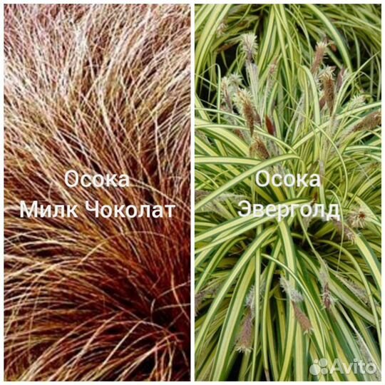 Мискантусы, пеннисетумы, осоки и другие декоративн