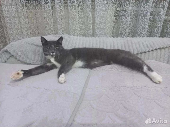Кошечка Стеша в добрые руки
