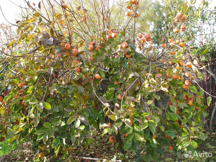 Саженцы Хурмы сорт Шиш Бурун