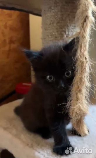 Кошки в добрые руки бесплатно