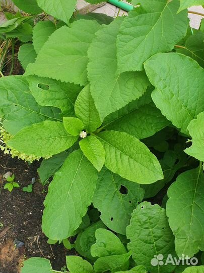 Лаконос ягодный