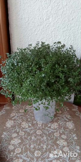 Комнатные растения цветы.Коллизия