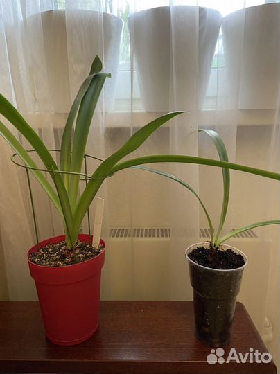 Гиппеаструм reginae